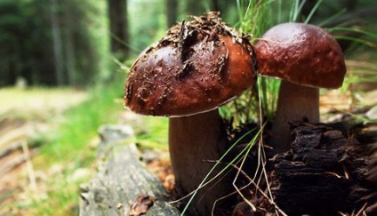 Afaceri pe ciuperci de pădure