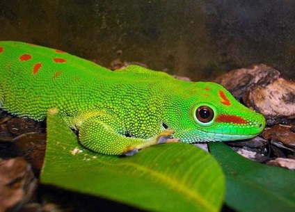 Marele gecko din Madagascar (phelsuma madagascariensis grandis) gecko