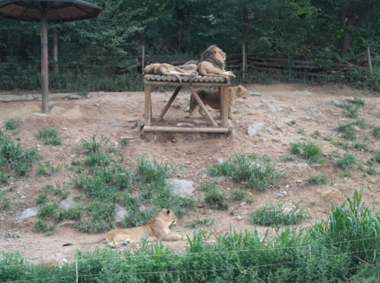 Great Seoul Park, Coreea de Sud descriere, fotografie, unde este pe hartă, cum se ajunge acolo