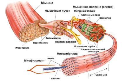 Durerea musculară după exercițiu