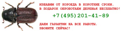 Lupta un gândac de coaja, de asemenea, cunoscut ca un vierme de lemn - sanepidemstantsiya master-des