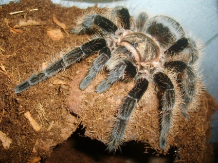 Brachypelma albopilosum (brahypelma albumus), lumea păianjenilor