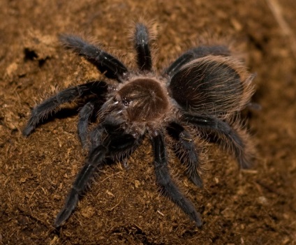 Brachypelma albopilosum (brahypelma albumus), lumea păianjenilor