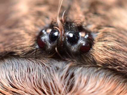 Brachypelma albopilosum întreținere la domiciliu, brachypelma albumilozum hrănind brachypelma