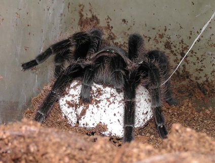 Brachypelma albopilosum întreținere la domiciliu, brachypelma albumilozum hrănind brachypelma