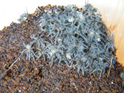 Brachypelma albopilosum întreținere la domiciliu, brachypelma albumilozum hrănind brachypelma