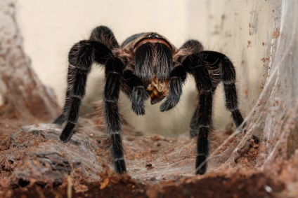 Brachypelma albopilosum întreținere la domiciliu, brachypelma albumilozum hrănind brachypelma