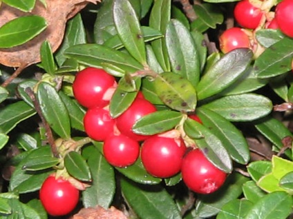 Vörösáfonya - leírás és tulajdonságok, növény fotó