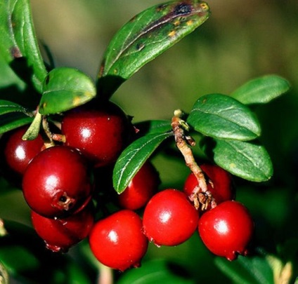 Cowberry in sirop - beneficiați de feluri de mâncare și de rețetă