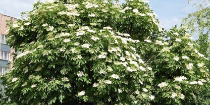 Sambucus nigra - a gyógyító virágok és bogyók, javallatok és ellenjavallatok, receptek a hagyományos