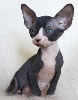 Sphynx - pisică cheală