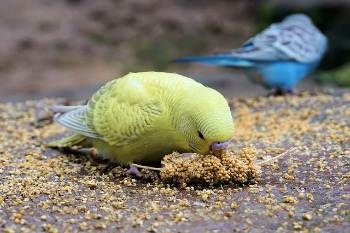 Ce poți să hrănești papagalii ondulari, cu excepția hranei - viața mea