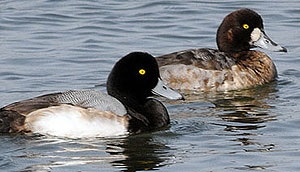 Duck северна потапница (Aythya marila), пространствените външен вид патици, описание цвят размери тегловни глас