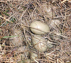 Negru negru pupa (aythya marila), aspectul exterior al negru, descrierea culoarea greutate dimensiunea voce