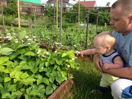 Ce creste in gradina (tz)