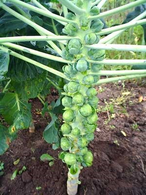Ce este rosencol, varza de Bruxelles, cand sa semene semintele de varza de Bruxelles pentru varza, ingrijire