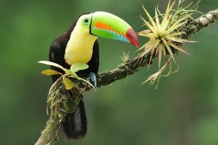 Ce pasăre este un toucan