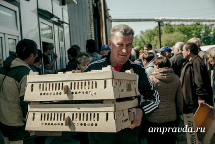 Курчат замовляли пташенят «амурського бройлера» скуповують цілими селами