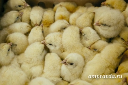 Rendezett csirke csirke „szibériai csirke” vásárol egész falvakat