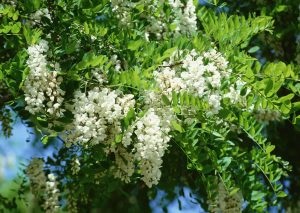 Acacia flori proprietăți medicale