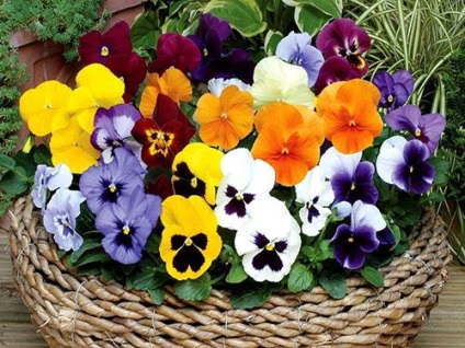 Flori de plantare, cultivare și îngrijire de pansy (viola) - viața mea