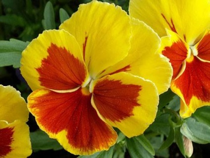 Flori de plantare, cultivare și îngrijire de pansy (viola) - viața mea