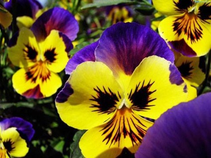 Flori de plantare, cultivare și îngrijire de pansy (viola) - viața mea