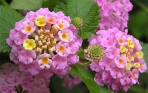 Lantana îngrijire flori, cultivare, recomandări