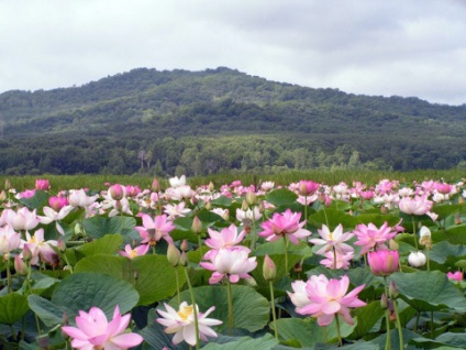 Lotus floare