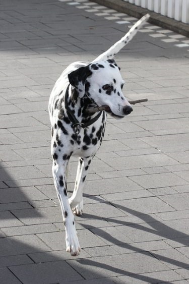 Dalmát fajta dalmaták leírás, jellege és ápolási Photo