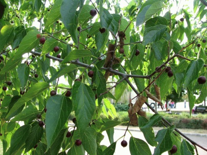 Lemn sau piatră celtis australis