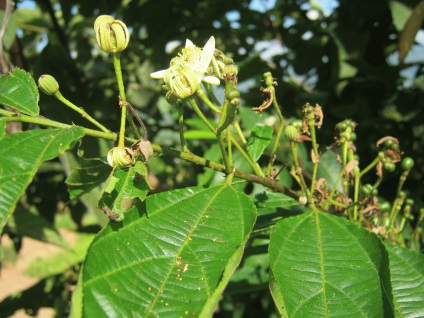 Lemn sau piatră celtis australis