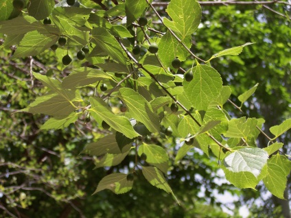 Lemn sau piatră celtis australis