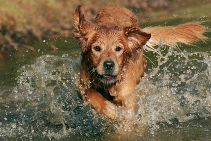 Cele zece cele mai populare rase de câini de pe planetă sunt o sursă de bună umor