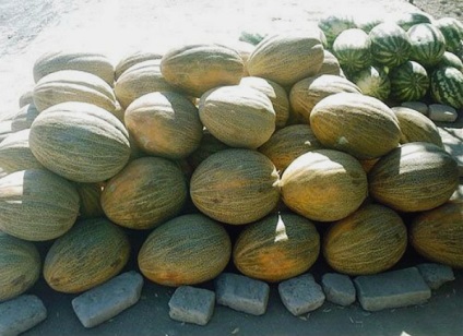 Melon Gulab jellemző a fajta és hasznos tulajdonságait