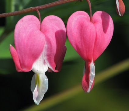 Îngrijire Dicentra, fotografie, reproducere