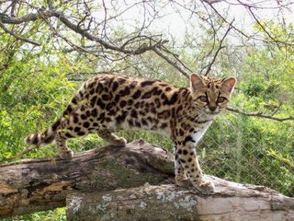 Pisică lungă - amantă a pădurilor tropicale din America Centrală și de Sud (12 fotografii)