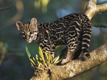 Pisică lungă - amantă a pădurilor tropicale din America Centrală și de Sud (12 fotografii)