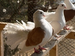 Porumbei domestici - poștă, conținut și crescătorie, ferma acasă