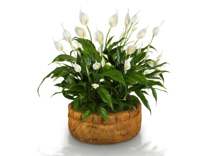 Home Care Spathiphyllum