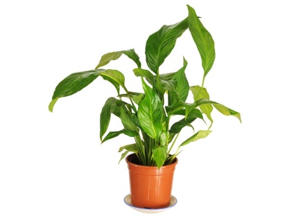 Home Care Spathiphyllum