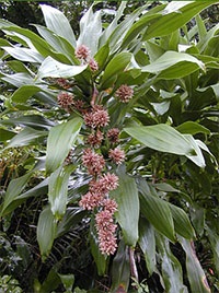 Dracaena - room sárkány