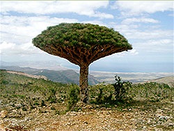 Dracaena - room sárkány