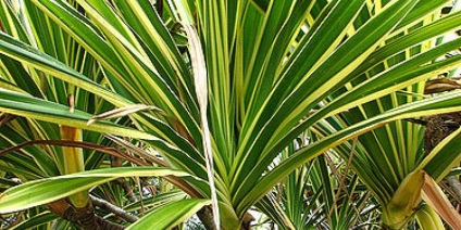 Dracaena - cameră dragon