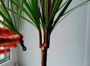 Dracaena, îngrijirea la domiciliu