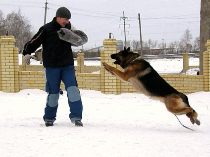 Formarea câinilor în Tyumen, prețul serviciului, instructorul de pregătire a catelului, manevrarea, costul