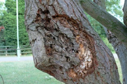 Woodworm fotografii mirositoare și căi de luptă