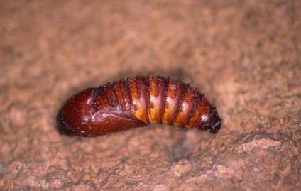 Woodworm fotografii mirositoare și căi de luptă