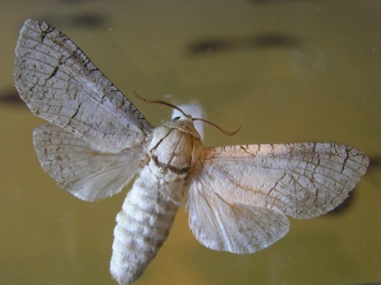 Woodworm mirositor - fluture de noapte