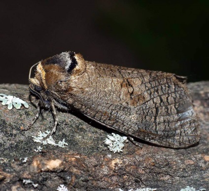 Woodworm mirositor - fluture de noapte